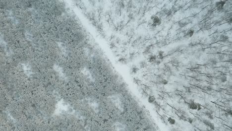 Aerial-drone-view-of-the-forest-during-winter