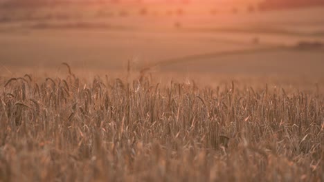 Barley-Crops-in-the-an-Evening-Sunset