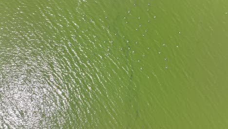 A-top-down-drone-camera-shot-directly-over-ducks-wading-in-a-green-lake-on-a-sunny-day