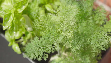 Fresh-dill-from-the-garden-homegrown-herbs-Top-Shot-Close-Up