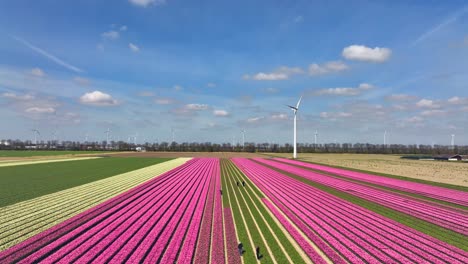 Row-of-Pink-tulips-and-a-wind-turbine-in-Flevoland-The-Netherlands,-Aerial-view