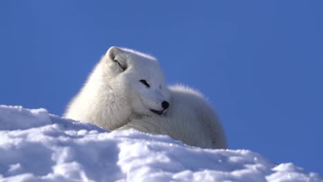 Adorable-white-fluffy-polar-fox-hearing-a-sound-and-wake-up-from-deep-sleep-on-top-of-snow---Sun-hitting-animal-beautifully-from-left-and-crispy-clear-blue-sky-background---Slow-motion