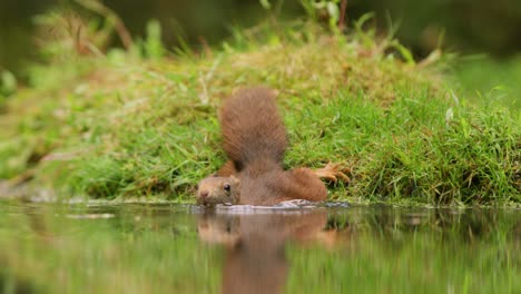 Low-static-close-up-shot-of-a-silly-red-squirrel-moving-over-green-grassy-ground-into-a-calm-reflective-pond-for-a-swim,-slow-motion-and