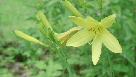 A-group-of-wild-yellow-rain-lilies-starting-to-blossom-moving-in-the-breeze