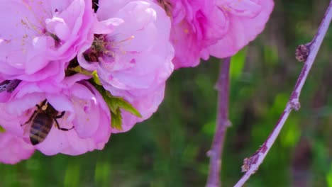 China-Tea-Rose-flowers-with-honeybees