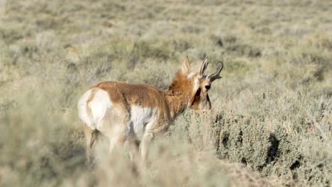 Un-Antílope-Berrendo-Americano-Pastando-En-El-Desierto-Del-Oeste-De-Utah