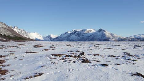 Luftüberflug-Einer-Kleinen-Gruppe-Rentiere-An-Einem-Klaren,-Sonnigen-Wintertag-In-Der-Arktis-Mit-Wunderschönen-Schneebedeckten-Bergen-Im-Hintergrund