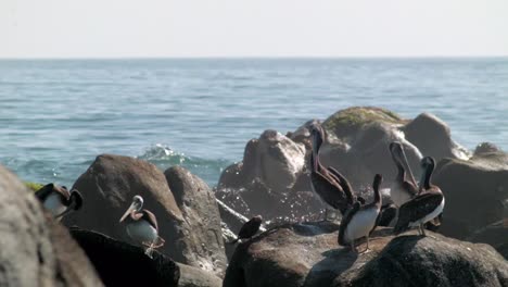 Pelikanvögel-Stehen-Auf-Dem-Felsen-Am-Meeresufer