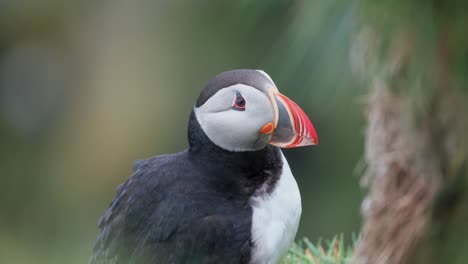 Close-Up-Of-Atlantic-Puffin-Preening-Its-Feathers-On-Windy-Day-In-South-Iceland