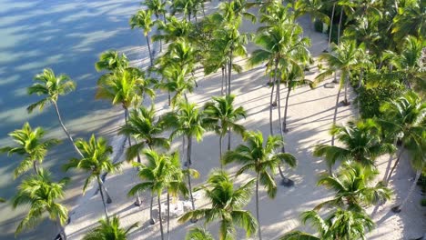 Idyllischer-Tropischer-Karibikstrand-–-Weißer-Sand-Und-Palmen