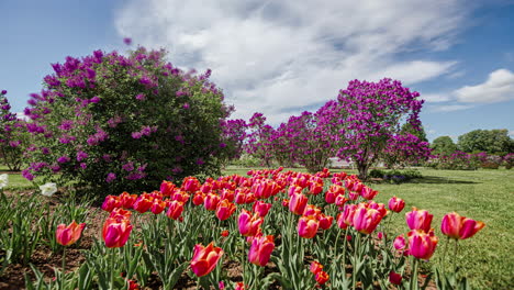 Schöne-Tulpen-Und-Fliederbäume-Auf-Dem-Feld-An-Einem-Sonnigen-Frühling