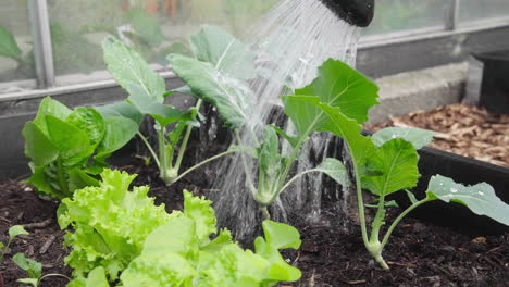 Watering-homegrown-greens-salad-and-kohlrabi-in-the-garden-with-watering-can-Close-Up