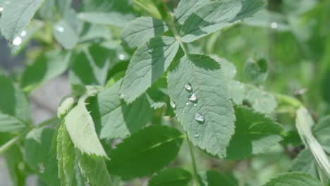 Dew-Drops-On-A-Green-Leaf-Reflecting-Sunlight