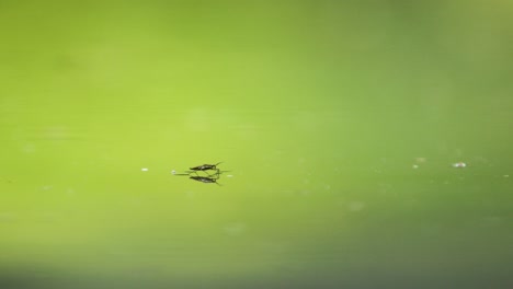 Slow-Motion-Macro-Shot-of-Tiny-Bug-Hopping-on-Water