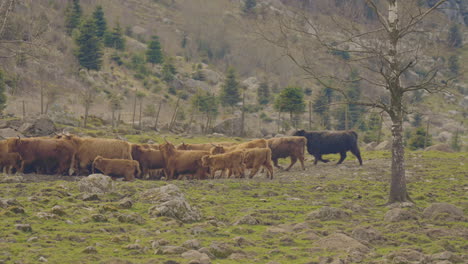 Large-herd-of-highland-cattle-roaming-free-in-the-wild-on-green-fields
