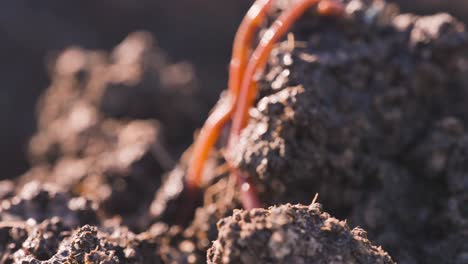Red-wiggler-worms-moving-on-dirt-ground-soil,-vermiculture-farming,-close-up