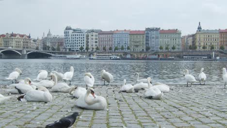 Swans-and-birds-chilling-near-city-river