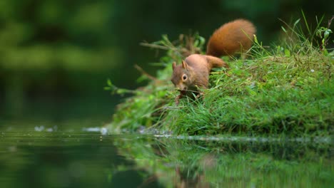 Hungry-squirrel-in-lush-grass-collect-and-gnaw-on-hazelnut-from-pond-surface