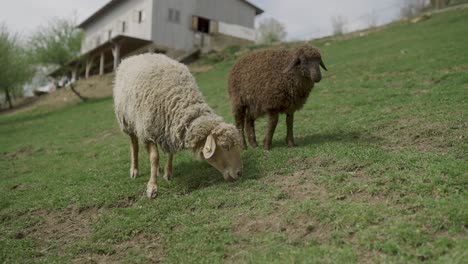 Braune-Und-Weiße-Schafe-Fressen-Gras-Auf-Einem-Hügel