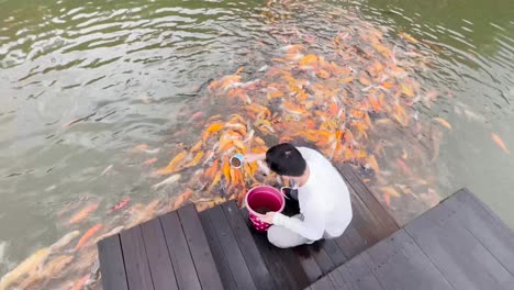 Asiatischer-Mann-Füttert-Einen-Riesigen-Schwarm-Hungriger-Koi-Fische-Am-Teich-Von-Oben