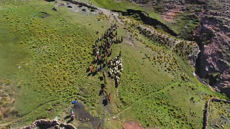 Llamas-and-sheep-on-a-traditional-Inka-farm-in-Bolivia-are-herded-from-their-compound