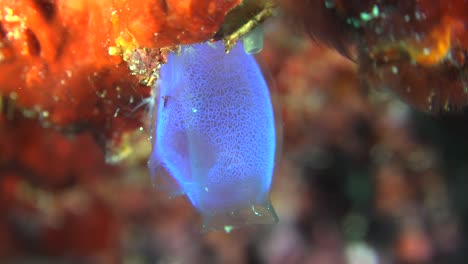 Blue-sea-squirt-super-close-up-on-colorful-coral-reef
