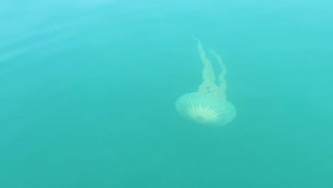 jellyfish-in-the-ocean.-marine-wildlife.-ocean-concervation