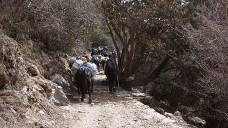 Pangboche,-Nepal---13.-März-2022:-Yaks-Wandern-Auf-Einem-Pfad-In-Den-Himalaya-bergen-Auf-Dem-Weg-Zum-Everest-basislager
