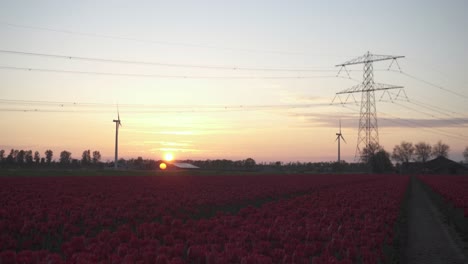 Stromleitungen-Und-Rote-Tulpen-In-Den-Niederlanden-Bei-Sonnenuntergang---Weitwinkelaufnahme