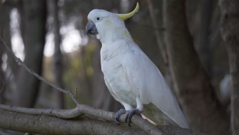 White-cockatoo-in-a-tree,-Sydney