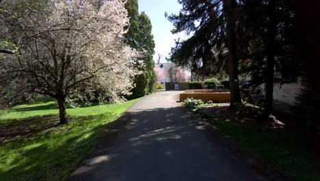 Spring-blooming-botanical-garden-with-path-and-blossoming-cherries-in-the-city-of-Olomouc,-Czech-Republic