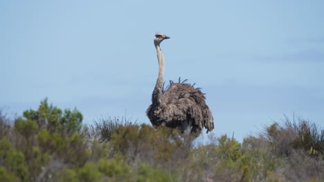 Feathers-of-ostrich-bird-in-wind-of-South-Africa,-static-distance-view