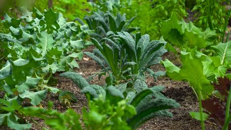 Different-variety-of-Kale-planted-in-botanical-garden-ready-for-harvest