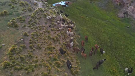 Rebaño-De-Ovejas-Y-Llamas-Pastando-En-Campos-Rocosos-De-Las-Montañas-De-Los-Andes-En-Bolivia