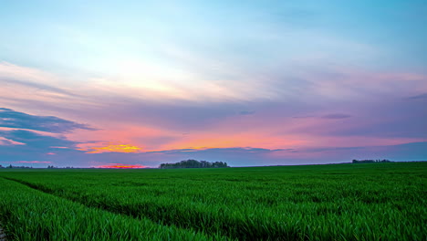 Ruhige-Szene-Immergrüner-Felder-über-Buntem-Sonnenuntergangshimmel