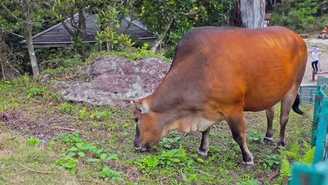 A-stationary-footage-of-a-brown-cow-taking-one-step-at-a-time-while-eating-the-grass-around-within-the-area-of-the-wooden-fence