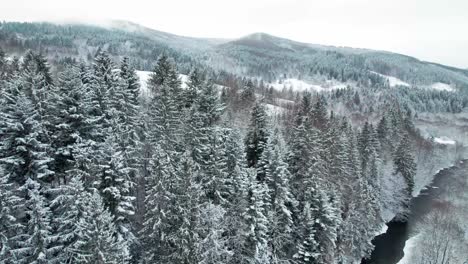 Winter-In-Den-Berglandschaften-Mit-Schneebedeckten-Kiefern