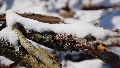 Handheld-close-up-detail-of-snow-covered-tree-branch,-winter-time-scene