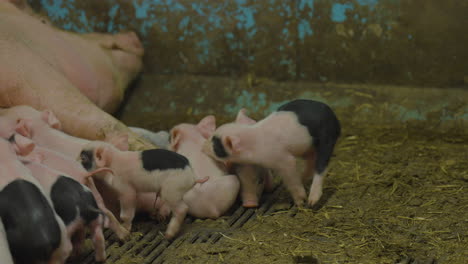 Cute-newborn-pink-and-black-piglets-suckling-on-sleeping-sow-in-barn