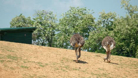 Pair-Of-Ostrich-pecking-Food-On-The-Hill-Under-The-Sun-In-Anseong-Farmland-In-South-Korea