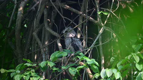 Looking-into-the-dark-of-the-thick-forest-then-looks-down-sizing-up-and-listening-into-some-forest-sounds,-Spot-bellied-Eagle-owl,-Bubo-nipalensis,-Juvenile,-Kaeng-Krachan-National-Park,-Thailand
