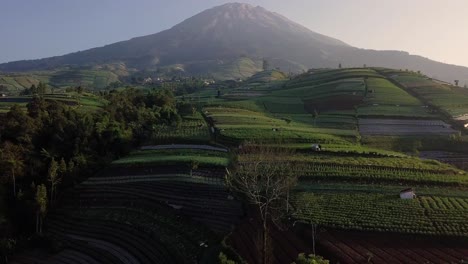 Gemüseplantage-Am-Hang-Des-Mount-Sumbing,-Zentral-Java,-Indonesien
