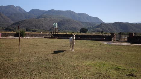 Horse-in-Mexico-on-a-ranch-with-mountains-in-the-background