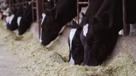 Black-colored-cows-in-stall-are-eating-hay