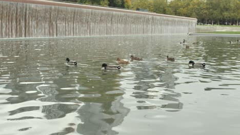 Ducks-swimming-in-the-fountain