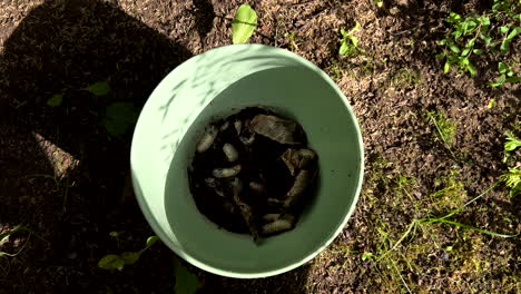 Medium-wide-top-shot-of-a-green-bucket-filled-with-white-maggots