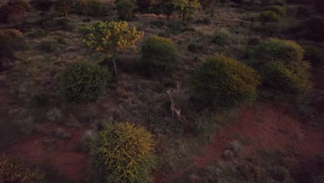 Einsame-Giraffe,-Die-Abends-Durch-Die-Südafrikanische-Savanne-Spaziert
