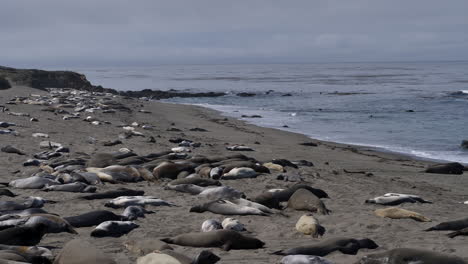 Elephant-Seal-Pups-Molting-in-Piedras-Blancas-Rookery