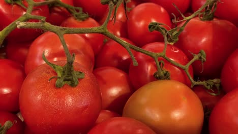 Berge-Von-Tomaten,-Von-Denen-Einige-Sogar-Zu-Verderben-Beginnen,-Weil-Nach-Der-Corona-Zeit-Zu-Wenige-Kunden-In-Den-Läden-Sind