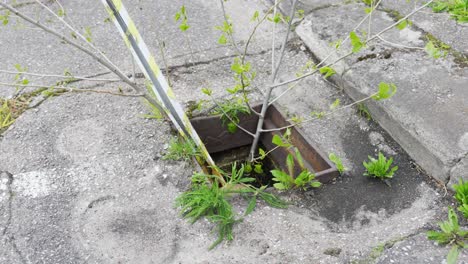Tree-and-plastic-object-coming-out-old-drain-with-water-in-poor-condition-asphalt